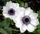 گل باد